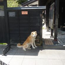 秋田犬との出会い