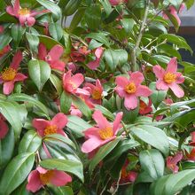 珍しい花びらの椿が咲く