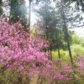 清和県民の森