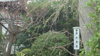 白旗神社に枝垂桜がありました