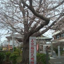 咲き始めの桜（2022.3.26撮影）