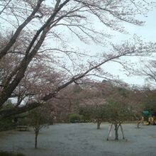 冒険広場の桜（2022.3.26撮影）