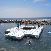 海に入るっていうより磯で生き物探し