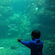 相模湾のお魚が泳いでいて、、おなかが空きます