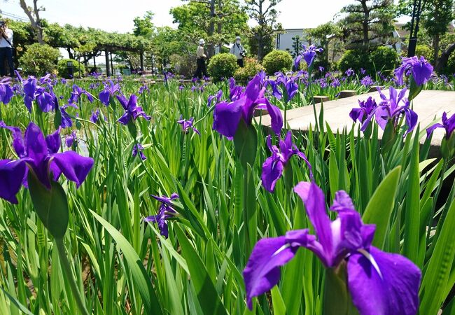 史跡八橋かきつばたまつり