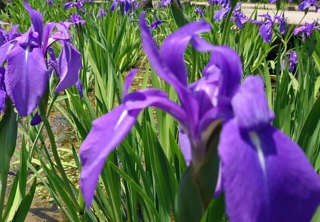 八橋かきつばた園