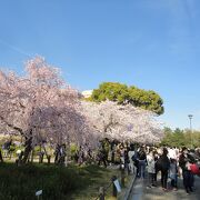 桜の時期は混雑