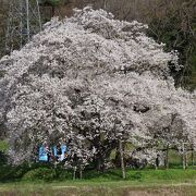 会津五桜の一つ