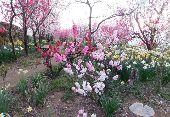 実は桃の花の名所