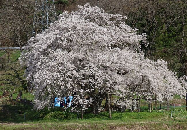 会津五桜の一つ