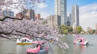 今年は例年よりソメイヨシノがきれいに満開していました