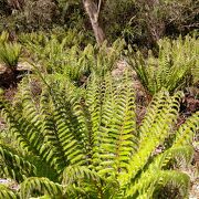 色々と変化する植物