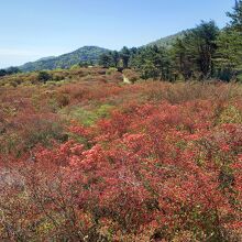 ちょっと見頃には早めのツツジ