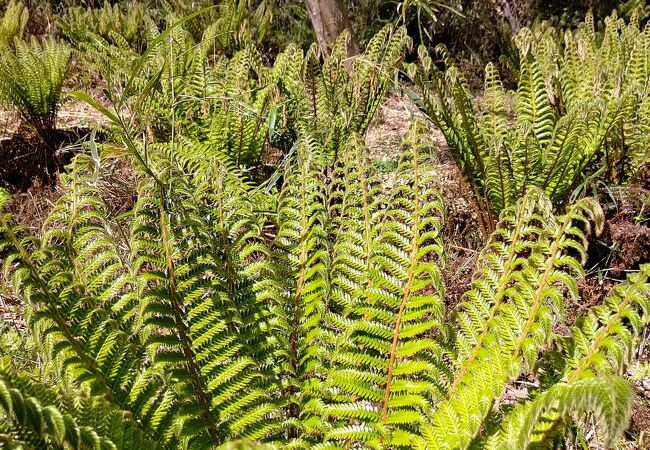 色々と変化する植物