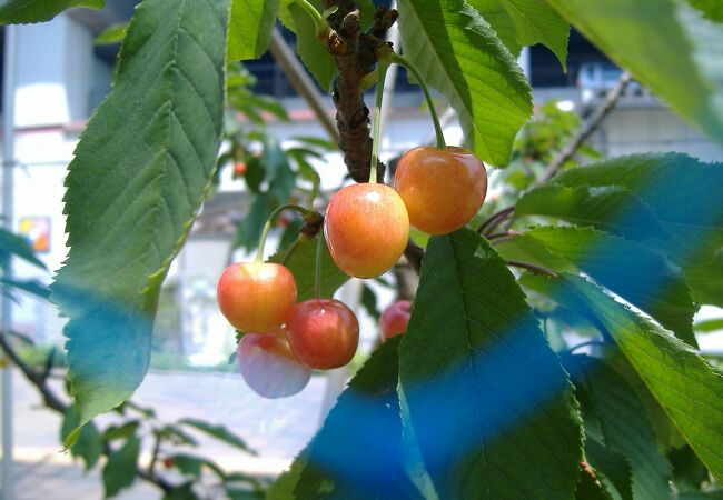 みちのく観光果樹園