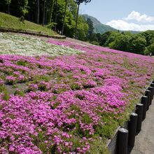 2022年5月7日の芝桜。見ごろは過ぎてますが、十分綺麗。