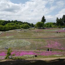 丘を見下ろす高台にあるベンチに座って、芝桜を一望。