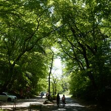 芝桜の丘～見晴らしの丘間は歩いて15分位掛かります。