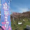 旭山公園の桜