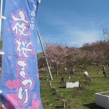 旭山公園の桜