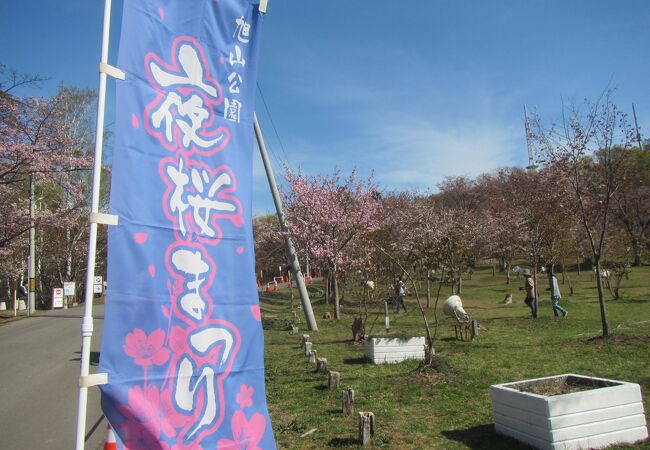 旭山公園の桜