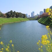 【半蔵濠】春４月、菜の花の黄色がきれいでした