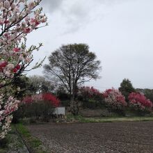 左側の本堂の裏に、花桃の丘があります。