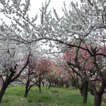 丘の上の花桃のトンネルです。