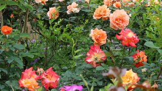 行くなら5月でしょう