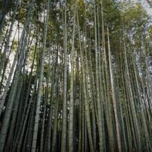 地蔵院の竹林
