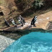 小さな動物園