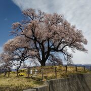 甲州韮崎の田園風景の中に佇む1本桜