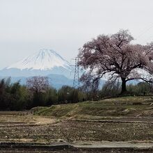 富士山をバックに堂々としたたたずまい