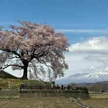 八ヶ岳をバックに見事なわに塚の桜