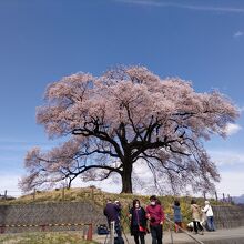 桜も満開になっている