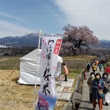 平日なのに見学者も大勢訪れている