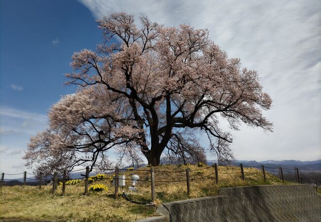 甲州韮崎の田園風景の中に佇む1本桜