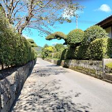 手入れされた垣根