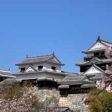 桜満開の松山城でした