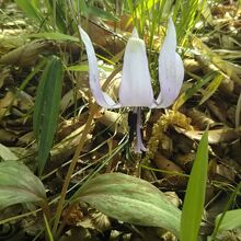 晴れた日にしか開かない、可憐なカタクリの花