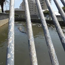 鬼山地獄のワニ