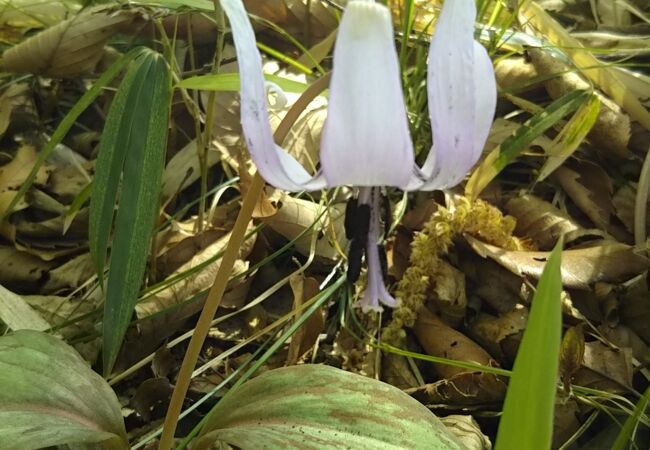 練馬区立清水山の森