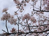 柏尾川の桜並木