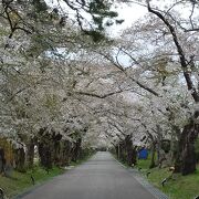 桜並木が続く