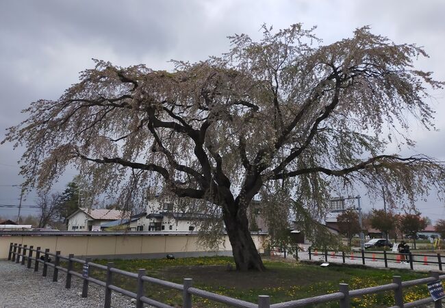 大きなしだれ桜