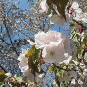 旭川駅からアクセスしやすい旭川の桜の見どころ