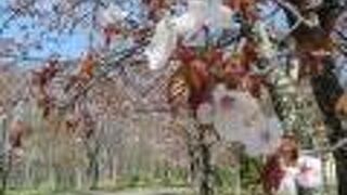 5月上旬、桜やチューリップ、シャクナゲ