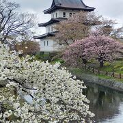 桜の時期が最高