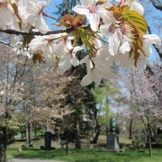 春は桜に囲まれて