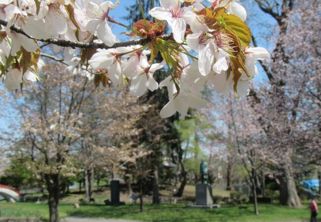 春は桜に囲まれて
